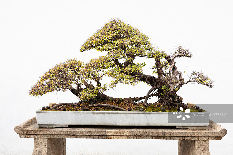 苏派盆景技艺图片素材