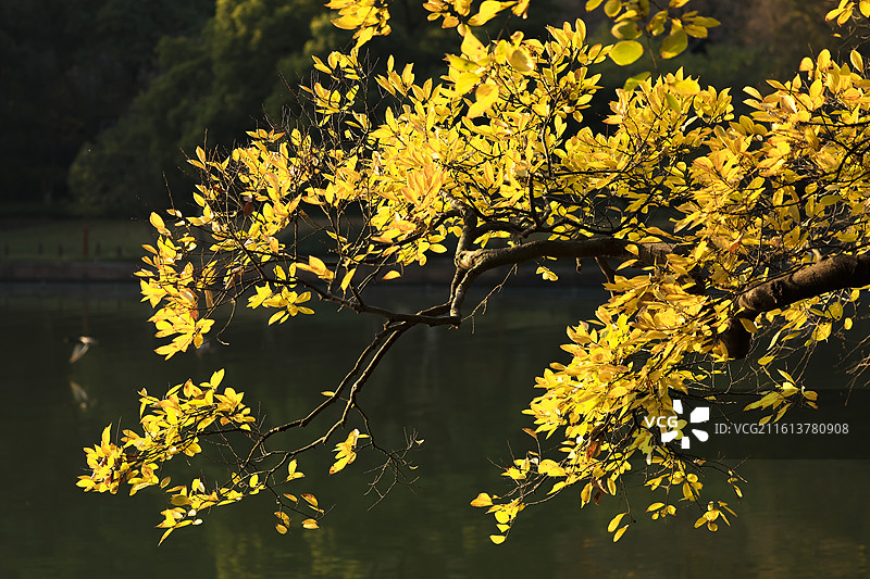 西湖边明亮艳丽的树枝图片素材