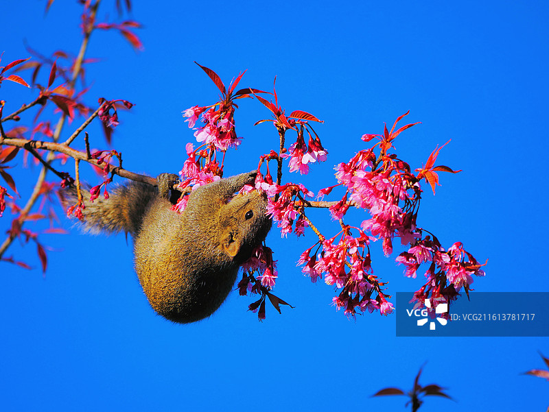云南昆明翠湖公园冬樱花树林的松鼠低视角图图片素材