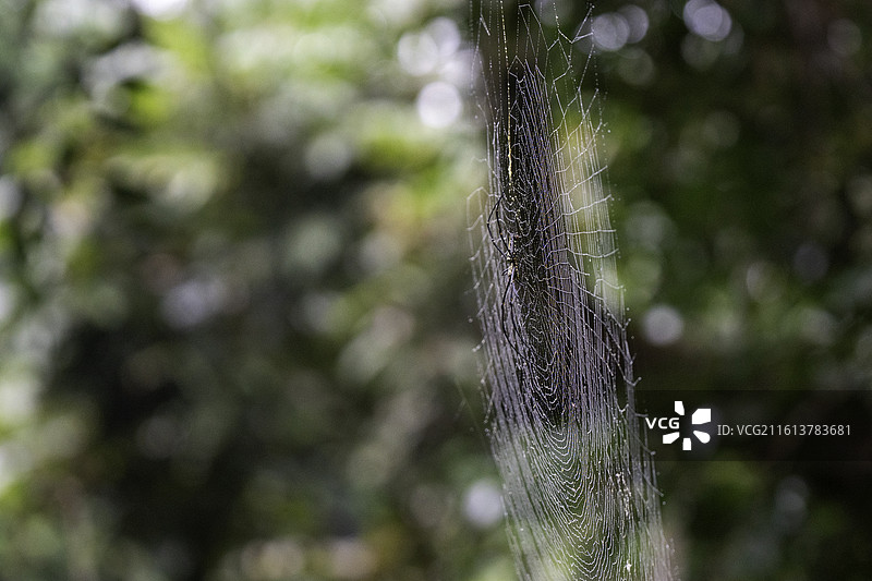 蜘蛛和蜘蛛网图片素材