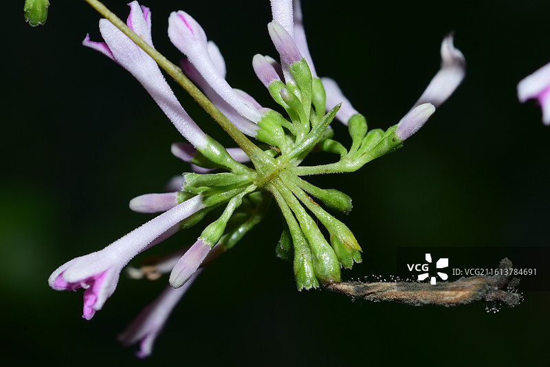 中国植物-Leptodermis oblonga 薄皮木图片素材