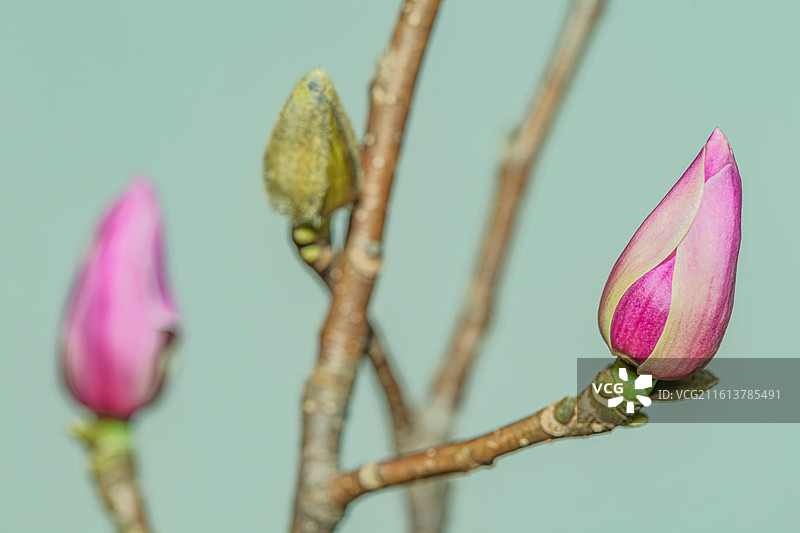红玉兰花图片素材