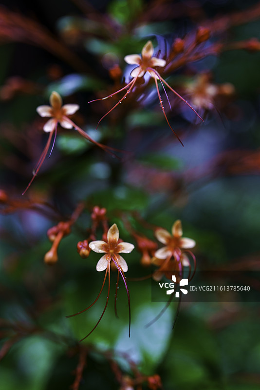 马来西亚著名景区塔曼奈加拉（大汉山）国家公园酒店中盛开的唇形科大青属植物图片素材