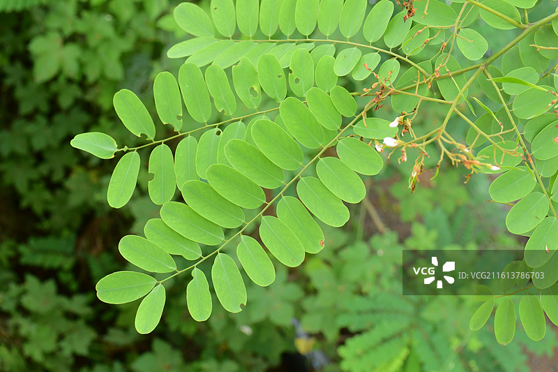 中国植物-Dalbergia assamica 秧青图片素材