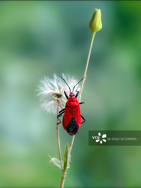 静隅红影（棉红蝽30）图片素材