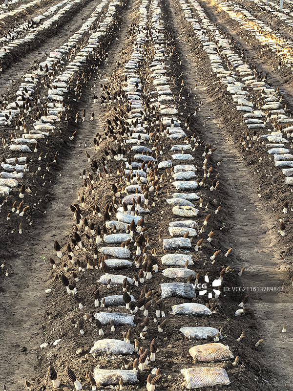 羊肚菌（成行）图片素材