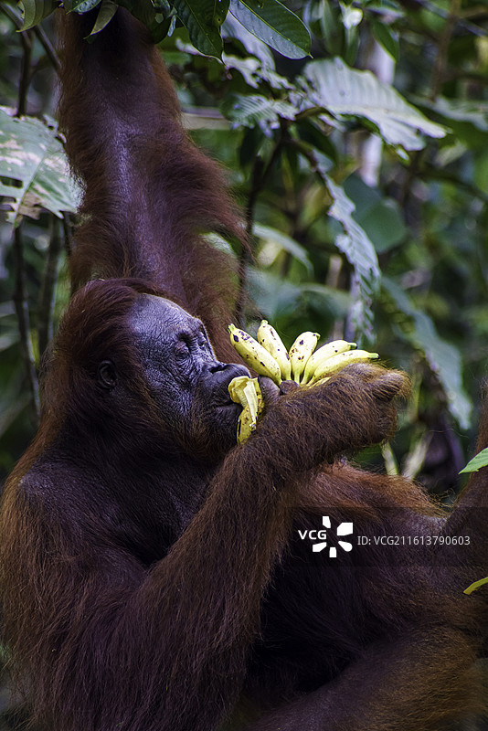 马来西亚砂拉越州首府古晋著名景区实蒙古自然保护区的红毛猩猩图片素材