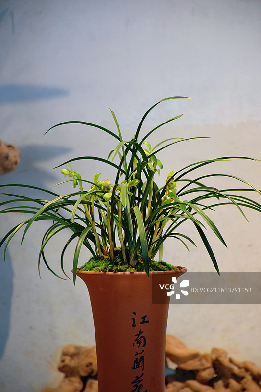 江南兰苑兰花特写图片素材