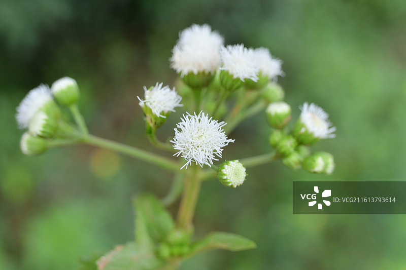 中国植物-Ageratum houstonianum 熊耳草图片素材