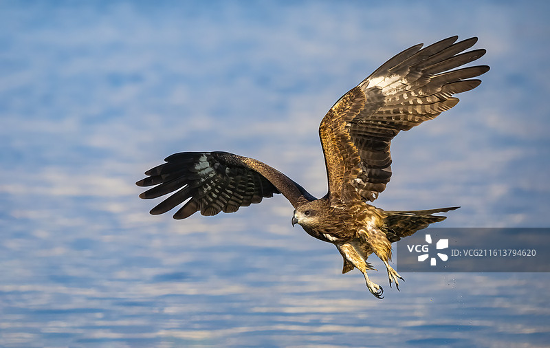 黑耳鸢图片素材