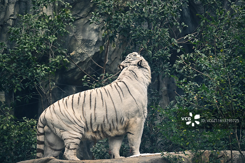 红山森林动物园孟加拉虎-白虎-吃肉巡逻图片素材