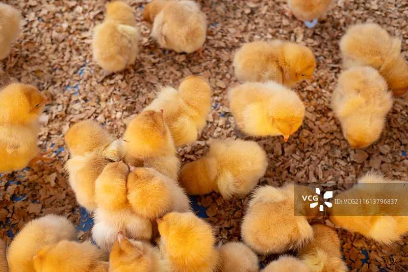 一群可爱的黄色小鸡图片素材