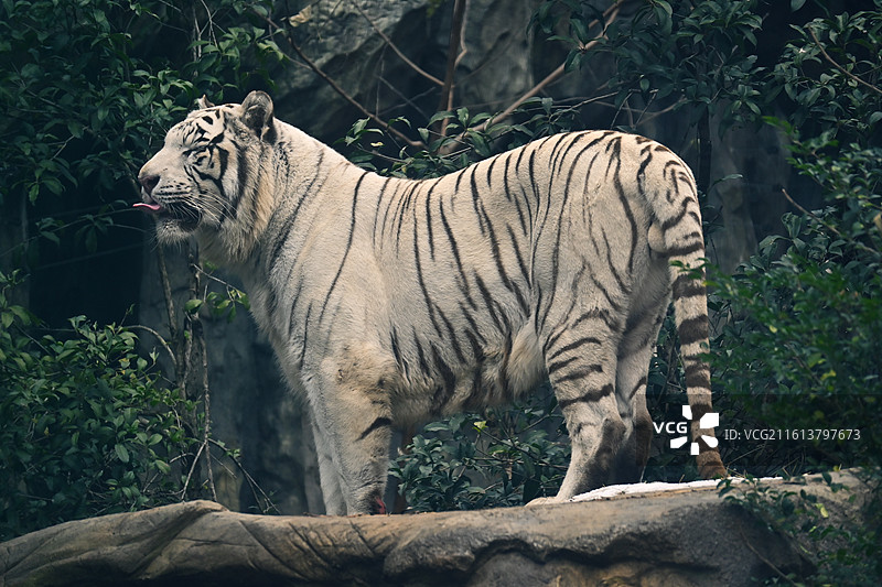 红山森林动物园孟加拉虎-白虎-吃肉巡逻图片素材