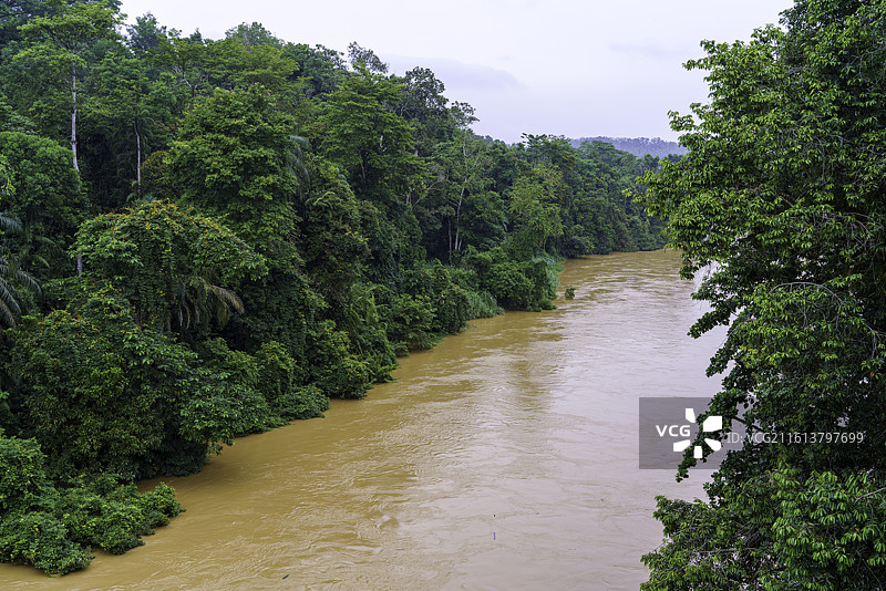 马来西亚彭亨州城市瓜拉立卑城中的彭亨河丛林风光图片素材