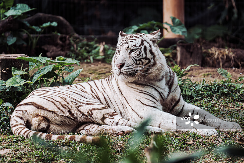 白虎特写图片素材