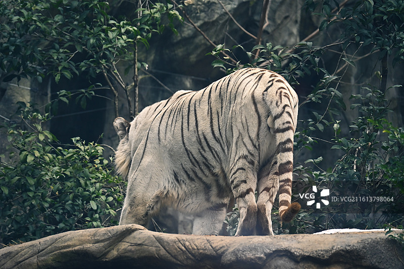红山森林动物园孟加拉虎-白虎-吃肉巡逻图片素材
