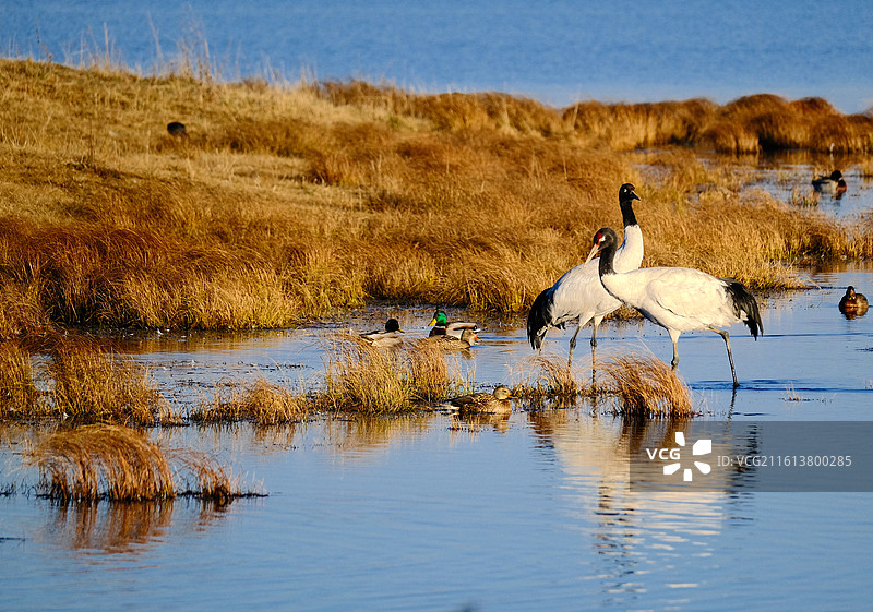 云南昭通大山包冬天高原水面沼泽珍稀野生鸟类黑颈鹤图片素材