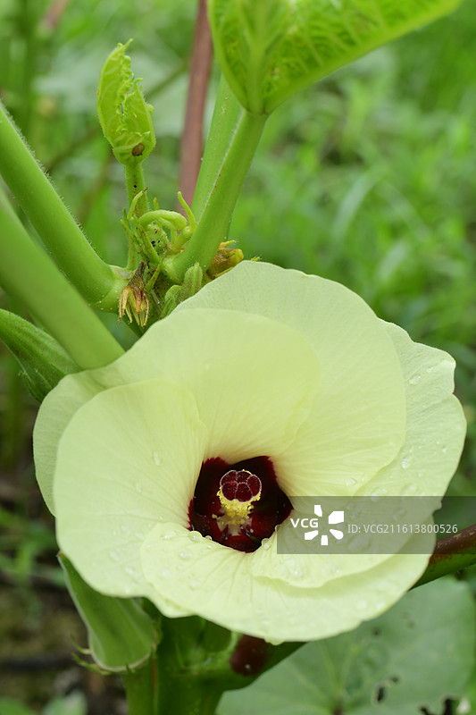 中国植物-Abelmoschus esculentus 咖啡黄葵-秋葵图片素材