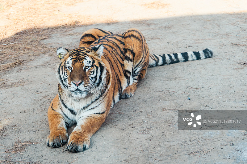 哈尔滨·东北虎林园图片素材