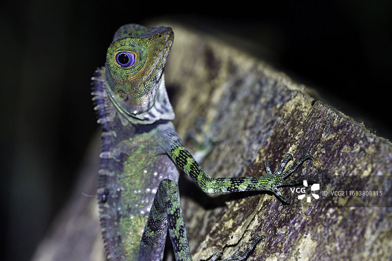 马来西亚砂拉越州首府古晋周边的山都望半岛国家公园雨林中的树蜥特写图片素材