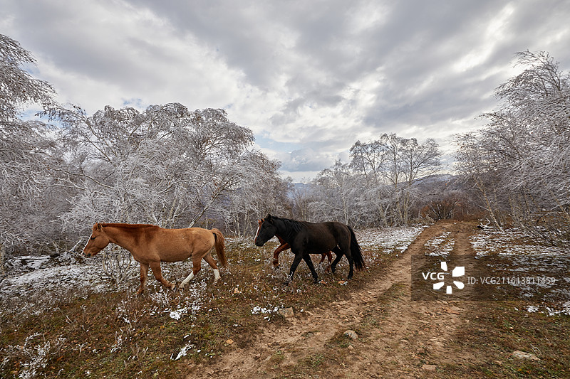 内蒙古赤峰克什克腾旗大兴安岭黄岗梁热阿线风光兴安落叶松雾凇树挂马图片素材