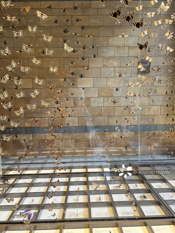 英国自然历史博物馆图片素材