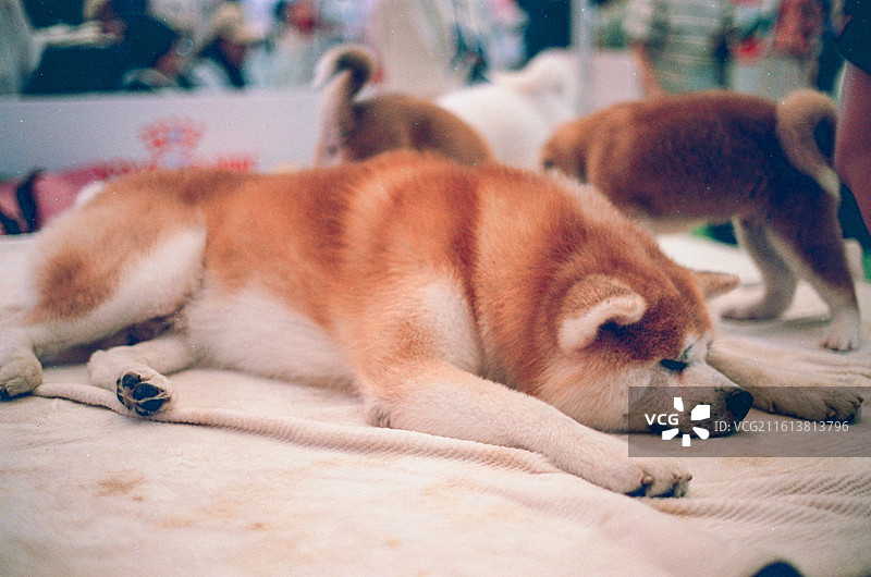 狗的特写肖像图片素材