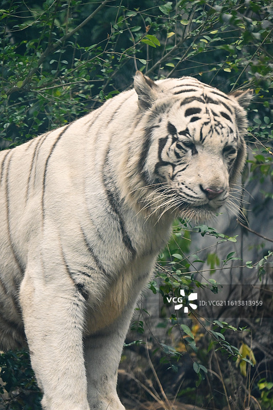 红山森林动物园孟加拉虎-白虎-吃肉巡逻图片素材