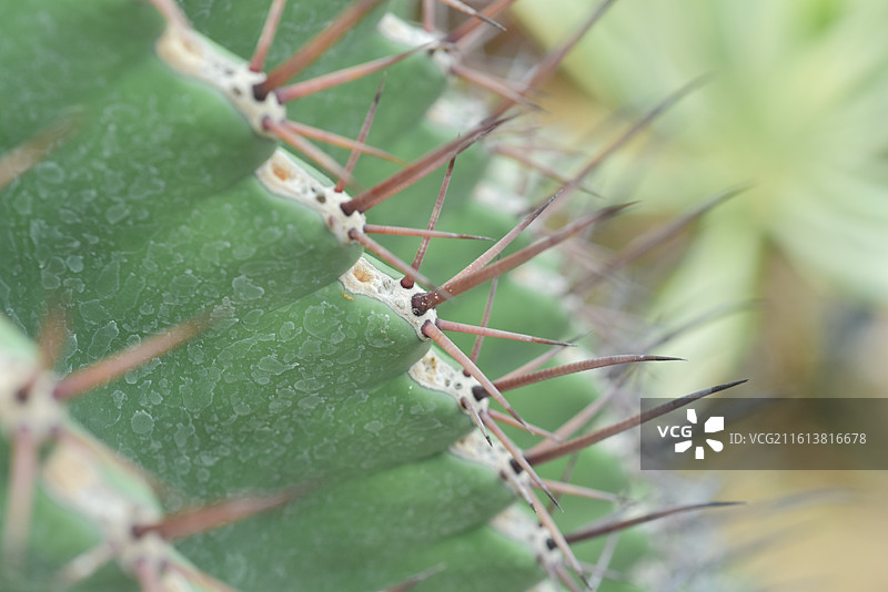 中国珍稀植物-Ferocactus peninsulae巨鹫玉图片素材