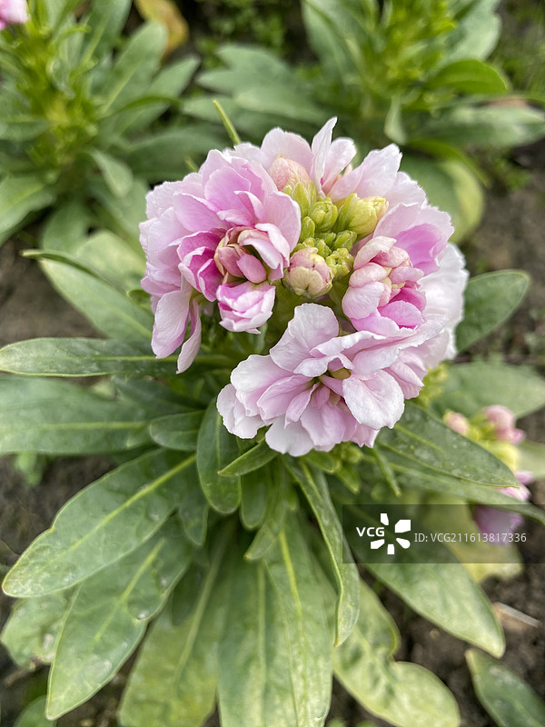 冬天里的紫罗兰花坛图片素材