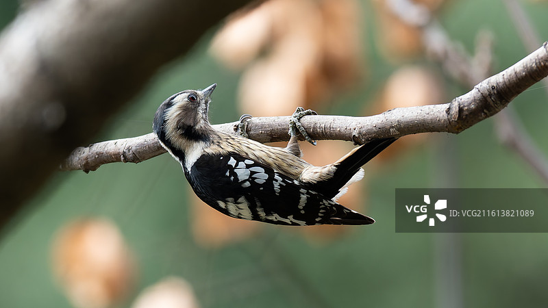 星头啄木鸟图片素材