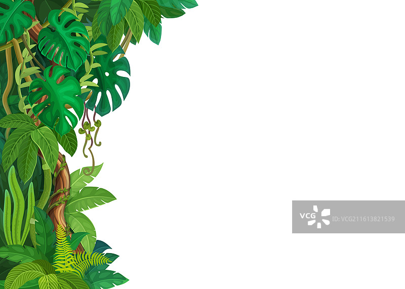 热带丛林藤蔓和龟背竹叶图片素材