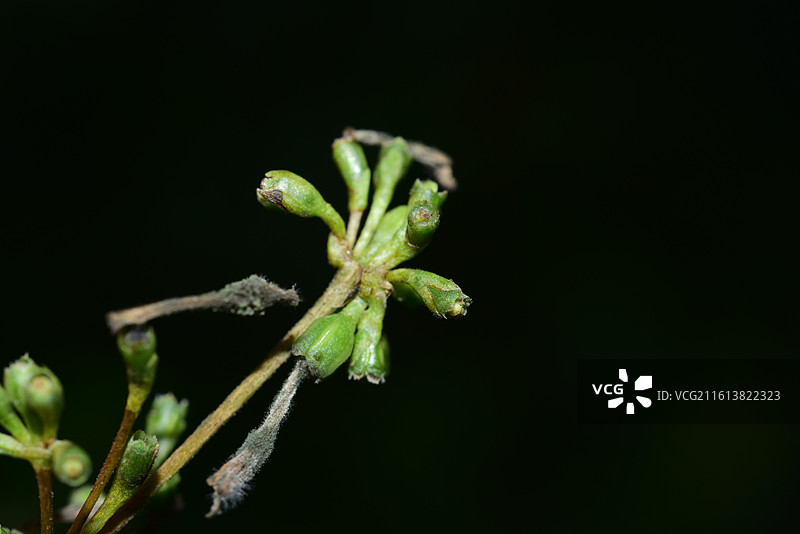 中国植物-Leptodermis oblonga 薄皮木图片素材