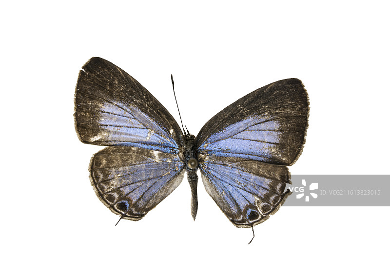 重庆蝴蝶标本图片素材