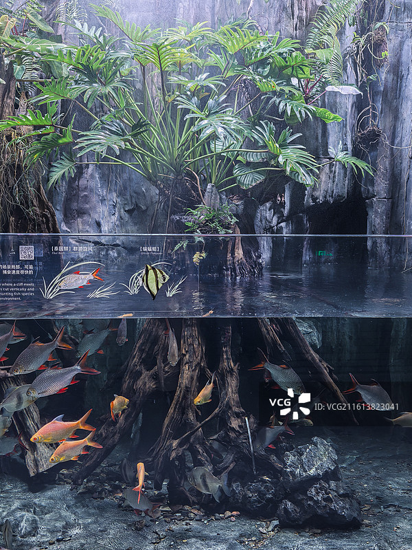 冬天的上海温室花园 水下 鱼类图片素材