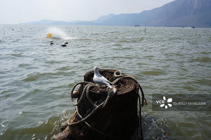 洱海  海鸥图片素材
