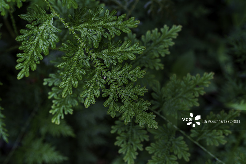 马来西亚著名景区塔曼奈加拉（大汉山）国家公园雨林中的蕨类植物叶片特写图片素材