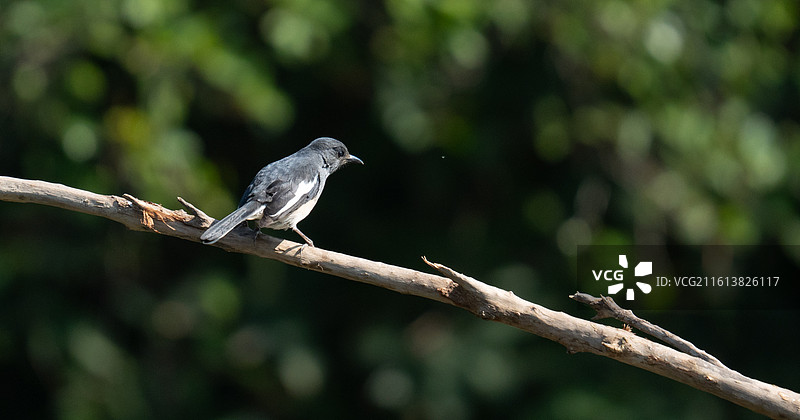 站在树枝上休息的鹊鸲图片素材