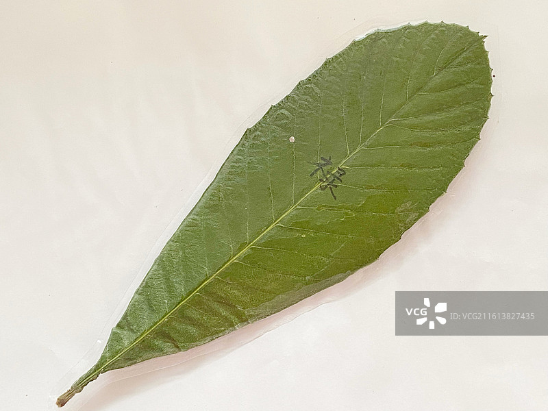 手工艺品——福禄枇杷叶图片素材