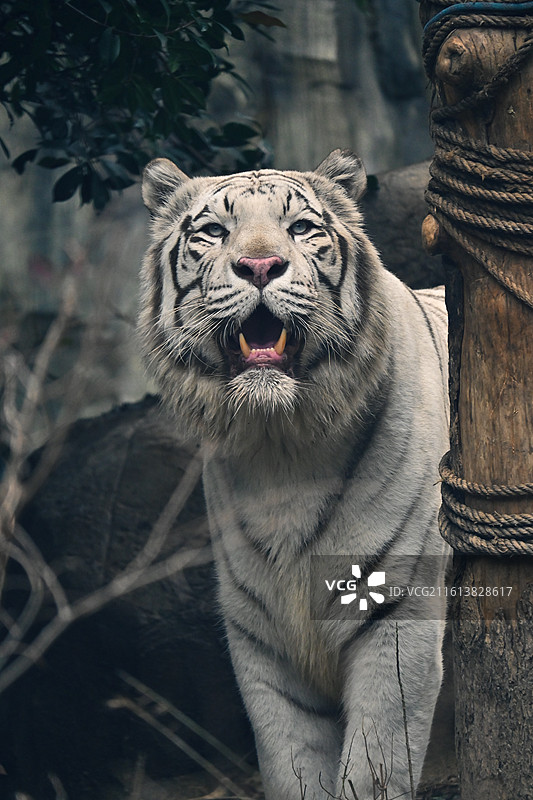 红山森林动物园孟加拉虎-白虎-吃肉巡逻图片素材