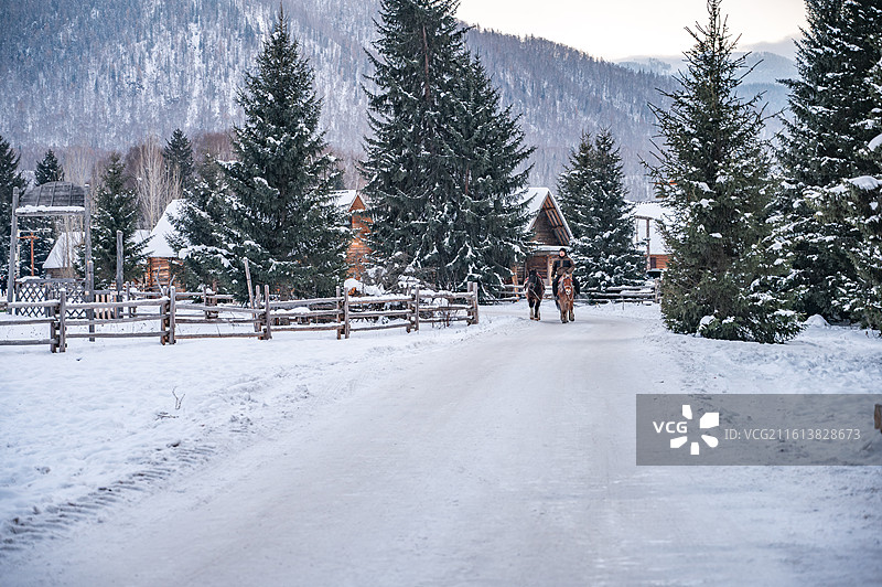 树林中走出的马队图片素材