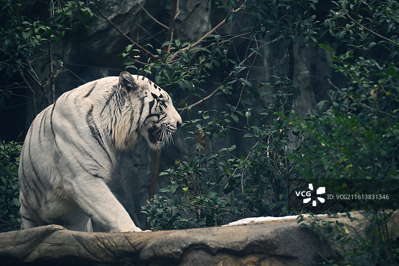 红山森林动物园孟加拉虎-白虎-吃肉巡逻图片素材