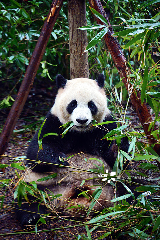 四川都江堰熊猫谷大熊猫特写图片素材