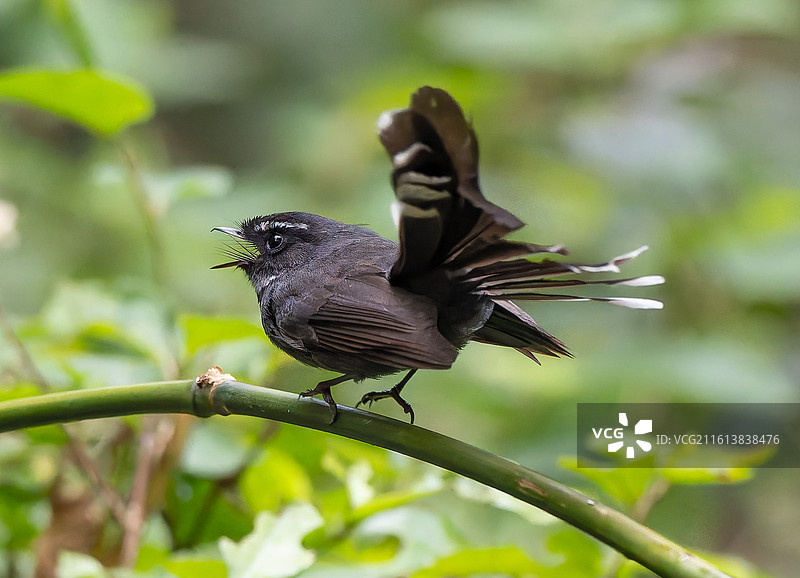 白喉扇尾鹟图片素材