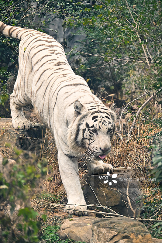 红山森林动物园孟加拉虎-白虎-吃肉巡逻图片素材