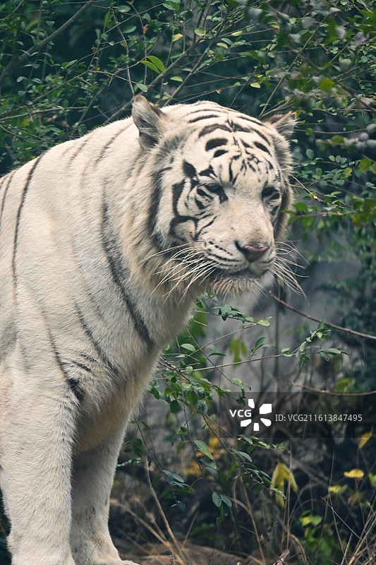 红山森林动物园孟加拉虎-白虎-吃肉巡逻图片素材