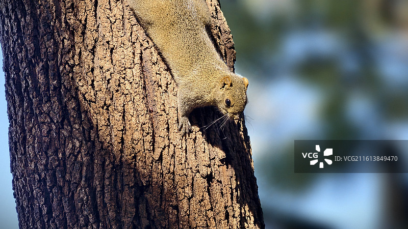 丽江黑龙潭公园小松鼠图片素材