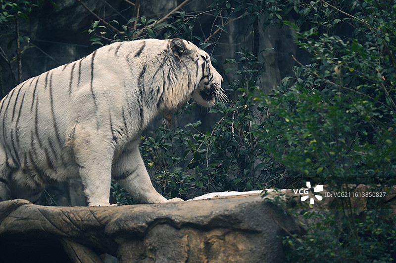 红山森林动物园孟加拉虎-白虎-吃肉巡逻图片素材
