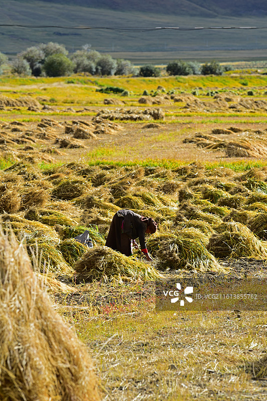 拾穗的藏族阿妈图片素材
