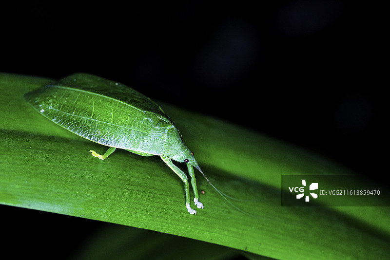 马来西亚著名景区塔曼奈加拉（大汉山）国家公园夜晚的拟叶螽斯生态特写图片素材